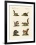 Different Kinds of Squirrels-null-Framed Giclee Print