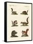 Different Kinds of Squirrels-null-Framed Stretched Canvas