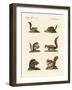 Different Kinds of Squirrels-null-Framed Giclee Print