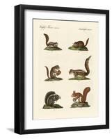 Different Kinds of Squirrels-null-Framed Giclee Print