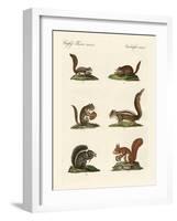 Different Kinds of Squirrels-null-Framed Giclee Print