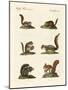 Different Kinds of Squirrels-null-Mounted Giclee Print