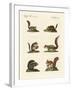 Different Kinds of Squirrels-null-Framed Giclee Print