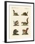 Different Kinds of Squirrels-null-Framed Giclee Print