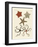 Different Kinds of Starfish-null-Framed Premium Giclee Print