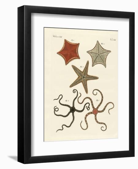 Different Kinds of Starfish-null-Framed Premium Giclee Print