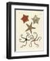 Different Kinds of Starfish-null-Framed Premium Giclee Print