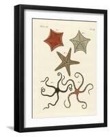 Different Kinds of Starfish-null-Framed Giclee Print