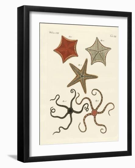 Different Kinds of Starfish-null-Framed Giclee Print