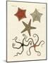 Different Kinds of Starfish-null-Mounted Giclee Print