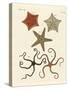 Different Kinds of Starfish-null-Stretched Canvas