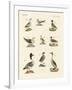 Different Kinds of Waterbirds-null-Framed Giclee Print