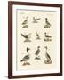 Different Kinds of Waterbirds-null-Framed Giclee Print