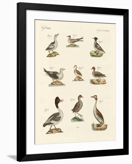 Different Kinds of Waterbirds-null-Framed Giclee Print