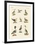 Different Kinds of Waterbirds-null-Framed Giclee Print