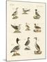Different Kinds of Waterbirds-null-Mounted Giclee Print
