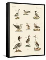 Different Kinds of Waterbirds-null-Framed Stretched Canvas