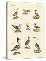 Different Kinds of Waterbirds-null-Stretched Canvas