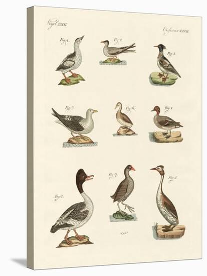 Different Kinds of Waterbirds-null-Stretched Canvas