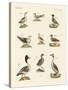Different Kinds of Waterbirds-null-Stretched Canvas