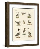 Different Kinds of Waterbirds-null-Framed Giclee Print