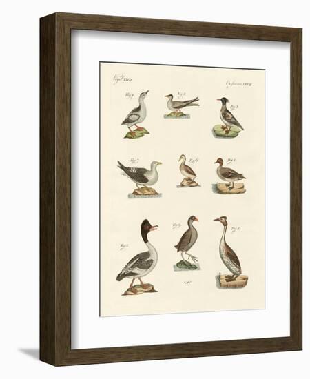 Different Kinds of Waterbirds-null-Framed Giclee Print