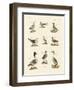 Different Kinds of Waterbirds-null-Framed Giclee Print