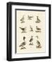 Different Kinds of Waterbirds-null-Framed Giclee Print