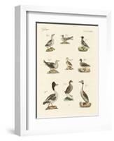 Different Kinds of Waterbirds-null-Framed Giclee Print