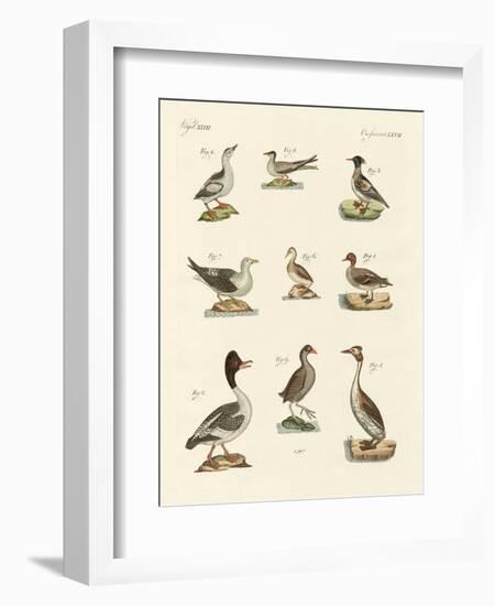 Different Kinds of Waterbirds-null-Framed Giclee Print