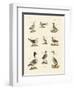 Different Kinds of Waterbirds-null-Framed Giclee Print