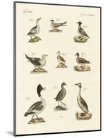 Different Kinds of Waterbirds-null-Mounted Giclee Print