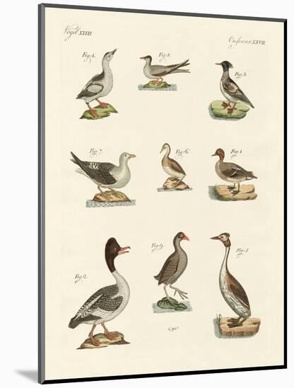 Different Kinds of Waterbirds-null-Mounted Giclee Print