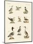 Different Kinds of Waterbirds-null-Mounted Giclee Print