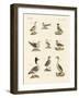 Different Kinds of Waterbirds-null-Framed Giclee Print