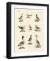 Different Kinds of Waterbirds-null-Framed Giclee Print