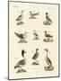 Different Kinds of Waterbirds-null-Mounted Giclee Print