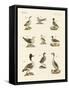 Different Kinds of Waterbirds-null-Framed Stretched Canvas