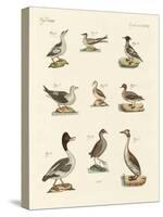 Different Kinds of Waterbirds-null-Stretched Canvas