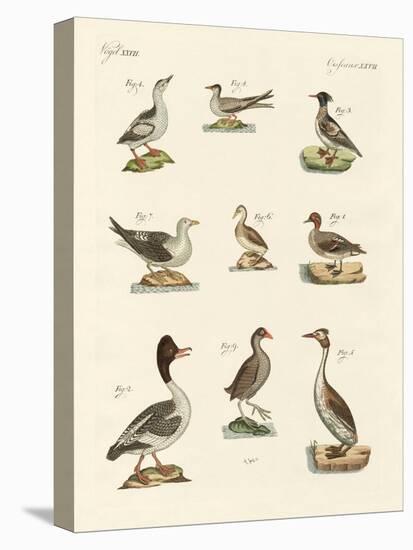 Different Kinds of Waterbirds-null-Stretched Canvas