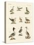 Different Kinds of Waterbirds-null-Stretched Canvas