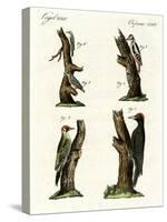 Different Kinds of Woodpecker-null-Stretched Canvas