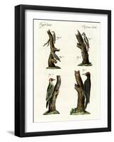 Different Kinds of Woodpecker-null-Framed Giclee Print