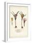 Different Species of Spring Crocus, Crocus Vernus, Linn-The Younger Dupin-Framed Giclee Print