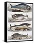 Different Species of Whales, France, 18th Century-null-Framed Stretched Canvas