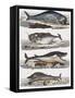 Different Species of Whales, France, 18th Century-null-Framed Stretched Canvas