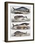 Different Species of Whales, France, 18th Century-null-Framed Giclee Print