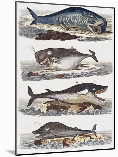 Different Species of Whales, France, 18th Century-null-Mounted Giclee Print