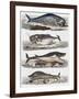 Different Species of Whales, France, 18th Century-null-Framed Giclee Print