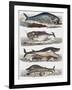 Different Species of Whales, France, 18th Century-null-Framed Giclee Print